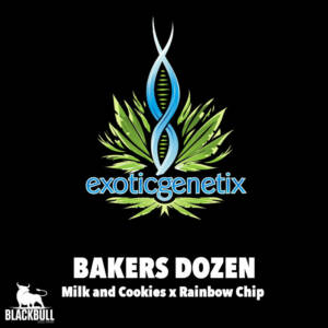 feminized cultivated seeds bakers genetix
