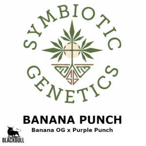 banana punch symbiotic genetics seeds