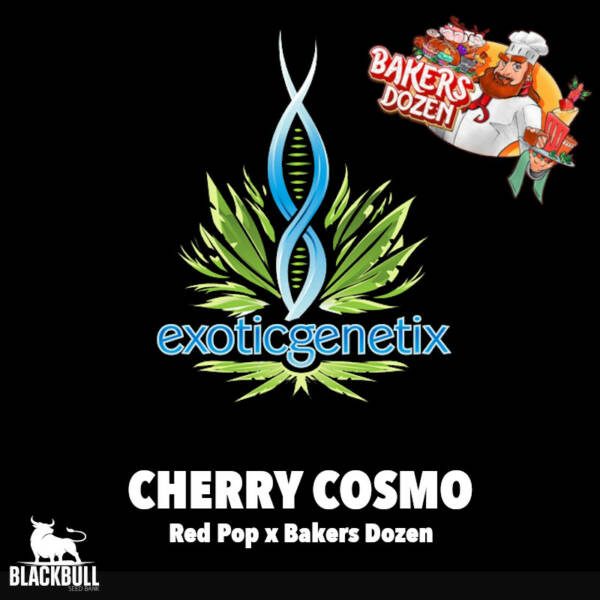 cherry cosmo exotic qenetix seed