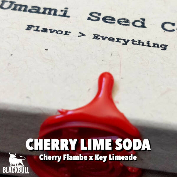 umami cannabis seeds cherry