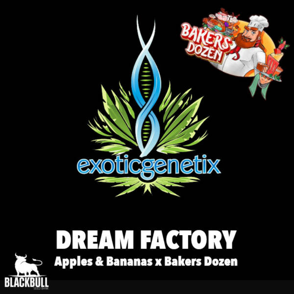 dream factory exotic qenetix seed