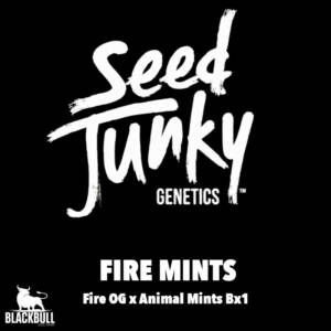 Seeds junky genetics