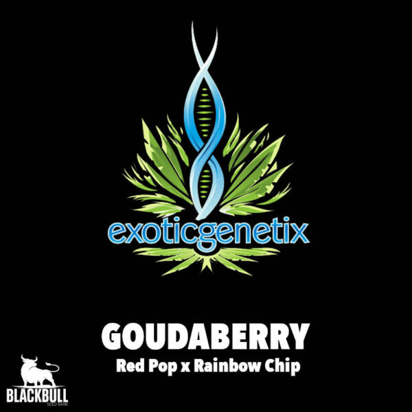 feminized cultivated seeds goudaberry genetix