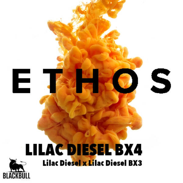 lilac diesel bx4 ethos seeds