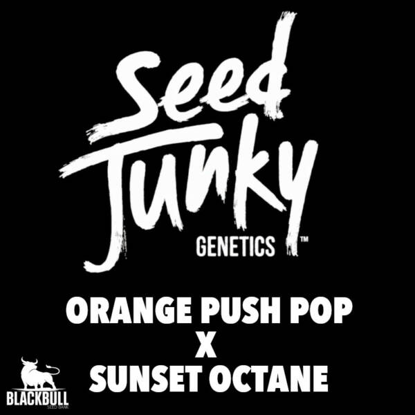 Seed Junky Genetics Cannabis Orange Push Pop