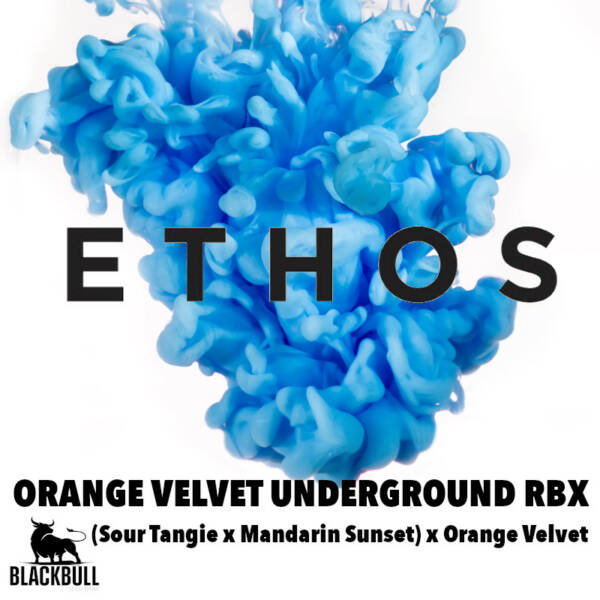 orange velvet underground rbx ethos seeds