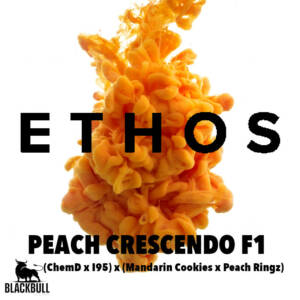 peach crescendo f1 ethos seeds