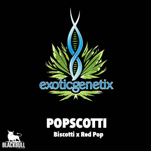 feminized cultivated seeds popscotti