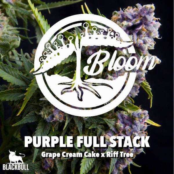purple full stack bloom seeds