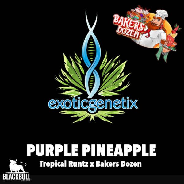 purple pineapple exotic qenetix seed