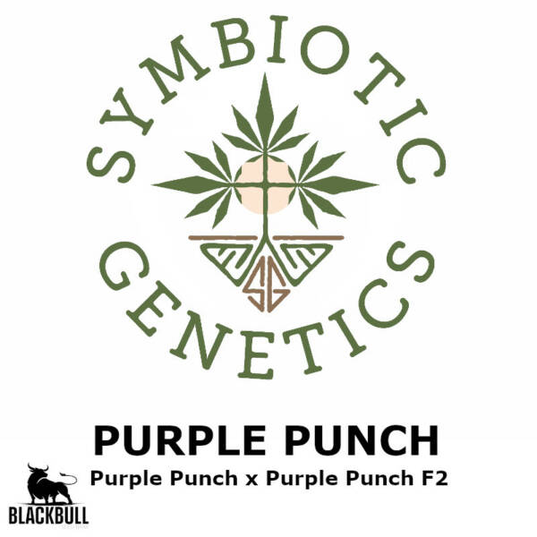 purple punch symbiotic genetics seeds