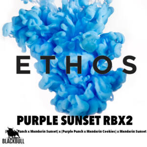 purple sunset rbx2 ethos seeds