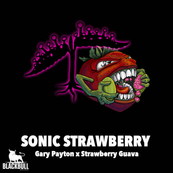 Sonic Strawberry bloom seeds