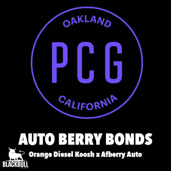 Berry Bonds AUTO Purple City Genetics Seeds
