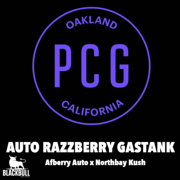 Razzberry Gastank AUTO Purple City Genetics Seeds
