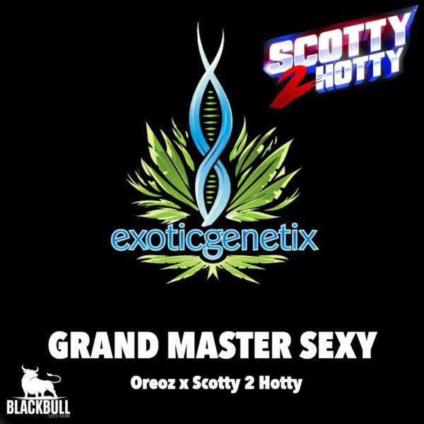 Grand Master Sexy Exotic Genetix feminized seeds