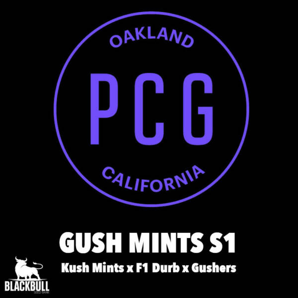 Gush Mints S1 Purple City Genetics Seeds