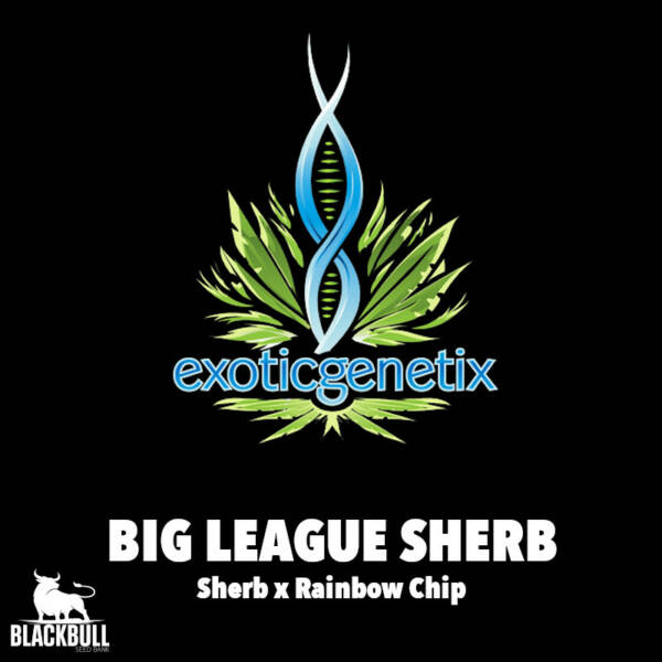 Big League Sherb Exotic Genetix regular seeds