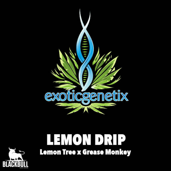 Lemon Drip Exotic Genetix regular seeds