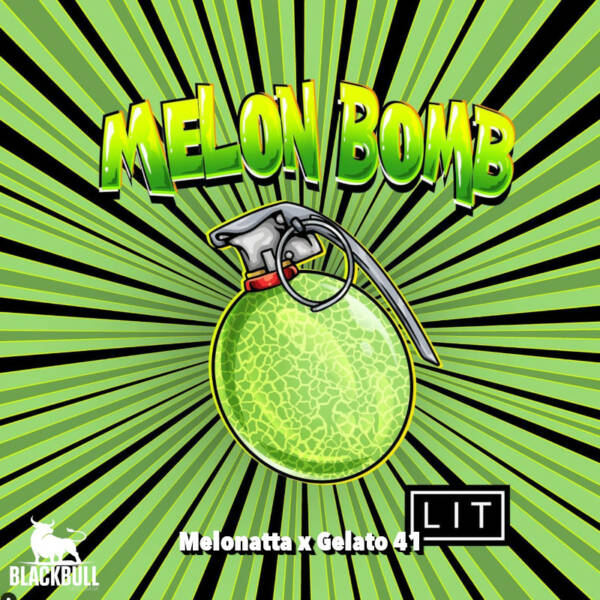 Melon Bomb LIT Farms Seeds