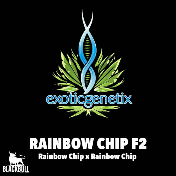 Rainbow Chip F2 Exotic Genetix regular seeds