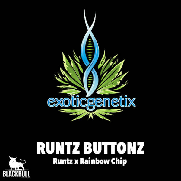 Runtz Buttonz Exotic Genetix regular seeds