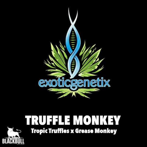 Truffle Monkey Exotic Genetix regular seeds