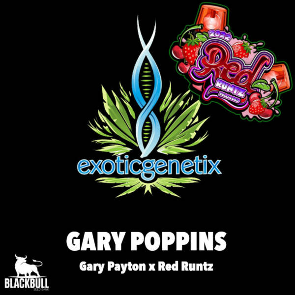 Gary Poppins Exotic Genetix feminized seeds