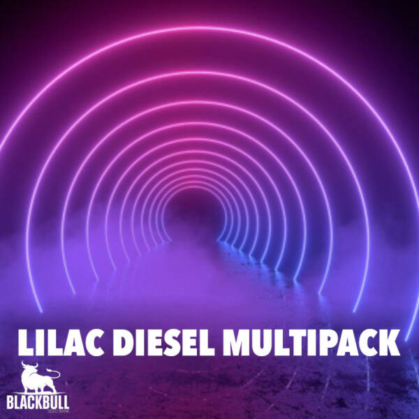 Lilac Diesel #22 Multipack Ethos Genetics seeds