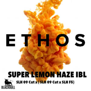 Super Lemon Haze IBL V1 Ethos seeds