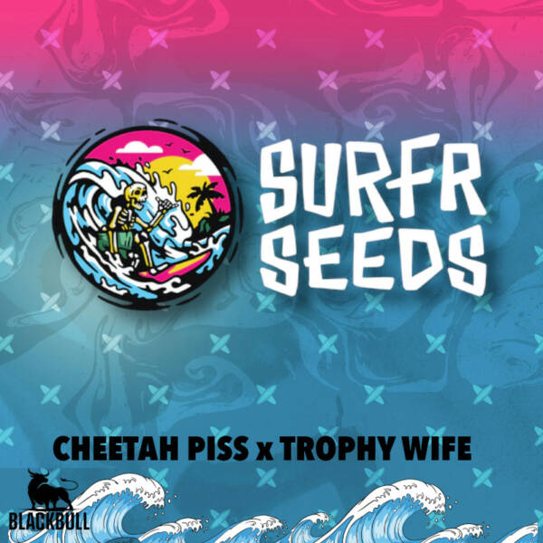 Cheetah Piss x Trophy Wife Surfr regular seeds