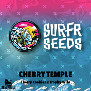 Cherry Temple Surfr regular seeds