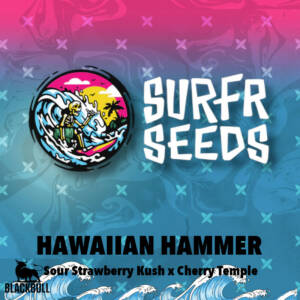 Hawaiian Hammer Surfr regular seeds