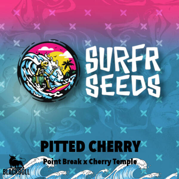 Pitted Cherry Surfr regular seeds