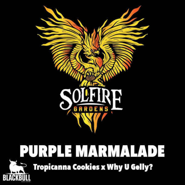 Purple Marmalade Solfire Gardens feminized seeds