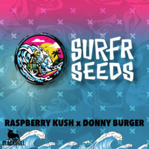 Raspberry Kush x Donny Burger Surfr regular seeds
