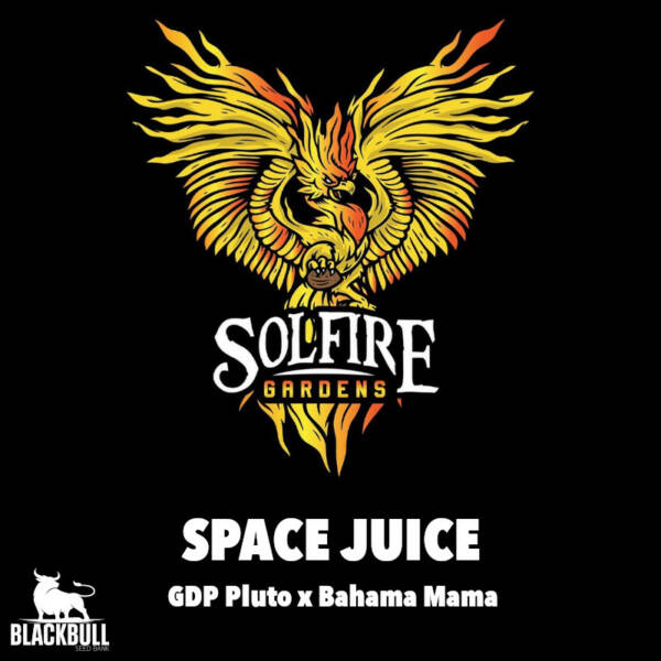 Space Juice Solfire Gardens feminized seeds