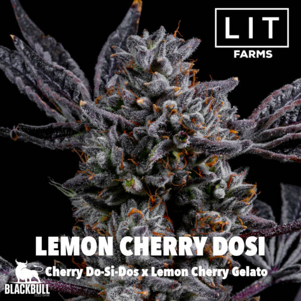Lemon Cherry Dosi LIT Farms Seeds