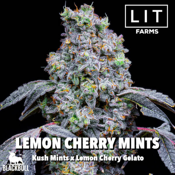 Lemon Cherry Mints LIT Farms Seeds