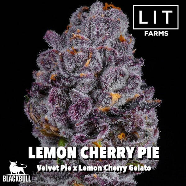 Lemon Cherry Pie LIT Farms Seeds
