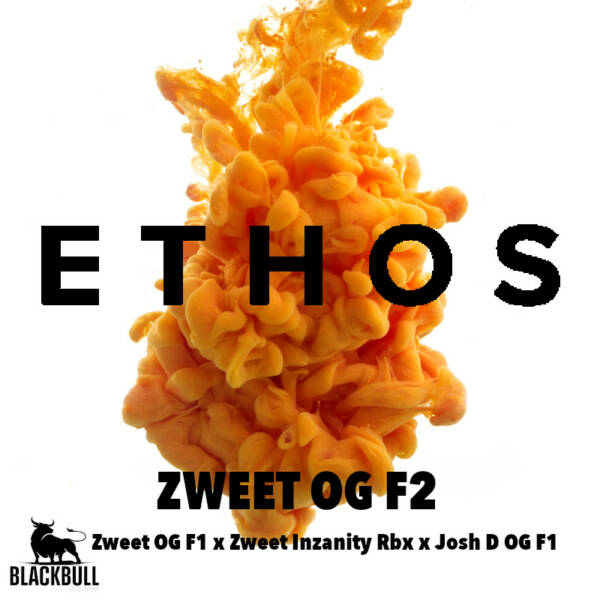 Zweet OG F2 Ethos Genetics seeds