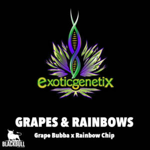 Grapes & Rainbows Exotic Genetix regular seeds