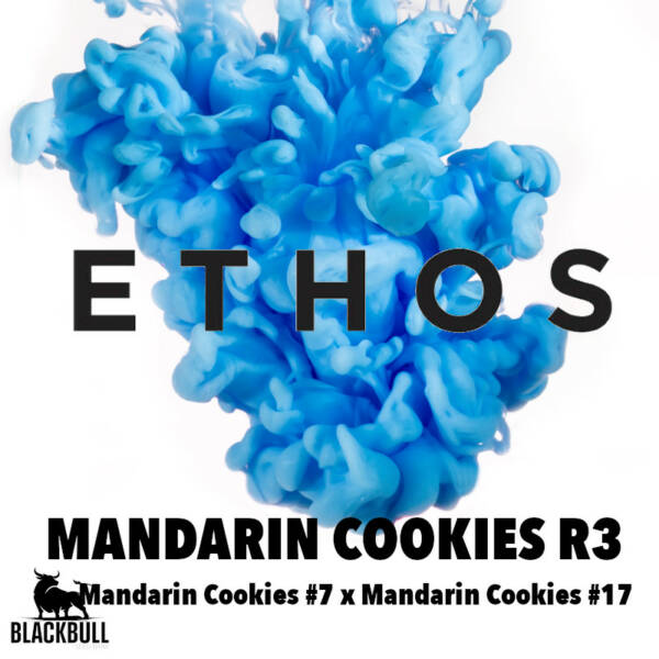 Mandarin Cookies R3 Ethos Genetics seeds