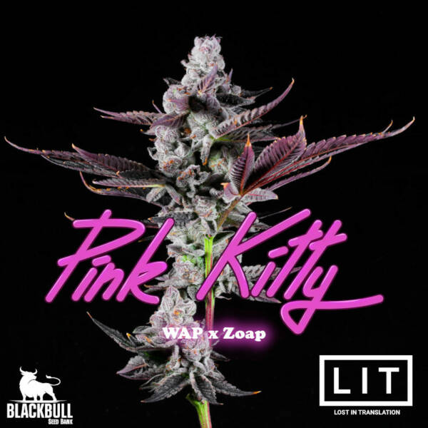 Pink Kitty LIT Farms feminized cannabis seeds