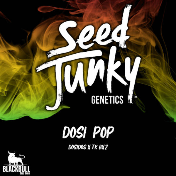 Dosi Pop Seed Junky Genetics regular seeds