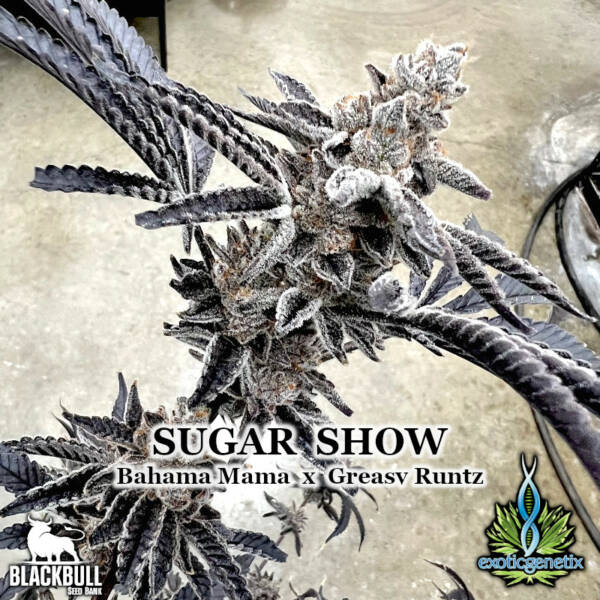 Sugar Show Exotic Genetix feminized cannabis seeds