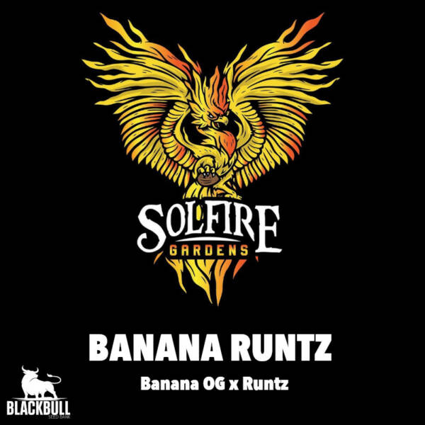 Banana Runtz Solfire Gardens feminized seeds