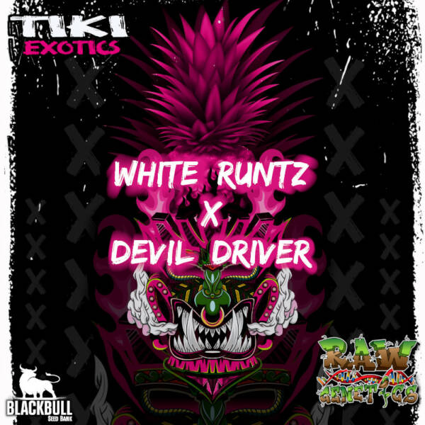 White Runtz x Devil Driver RAW Genetics feminized seeds