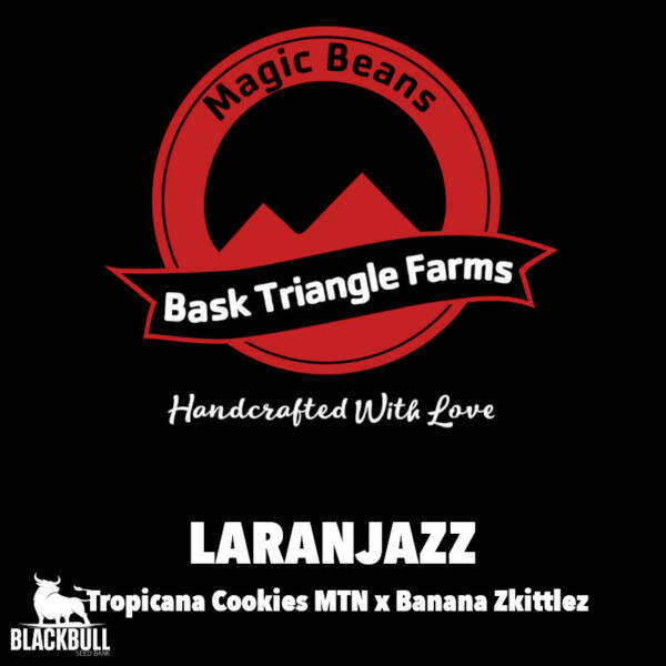 Laranjazz Bask Triangle Farms regular seeds
