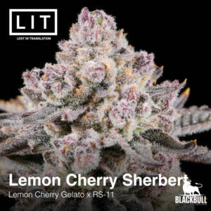 Lemon Cherry Sherbert LIT Farms Feminized Seeds